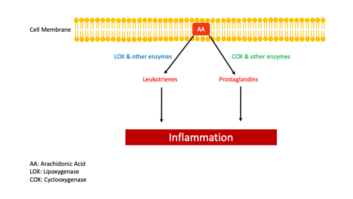 AA in Inflammation. Therapeutic role of dual inhibitors of 5-LOX and COX, selective and non-selective non-steroidal anti-inflammatory drugs. Ann Rheum Dis. 2003 Jun;62(6):501-9.