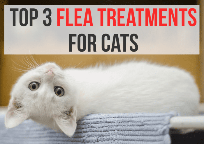 For my recommendations for flea treatments for cats, please read on...