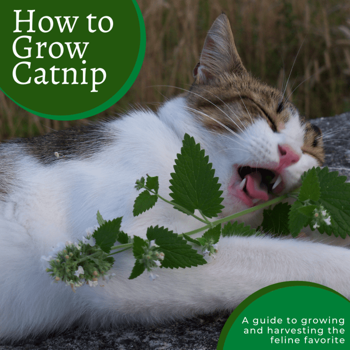 This guide will break down everything you need to know about growing, harvesting, and drying the beloved favorite of felines, the catnip plant.