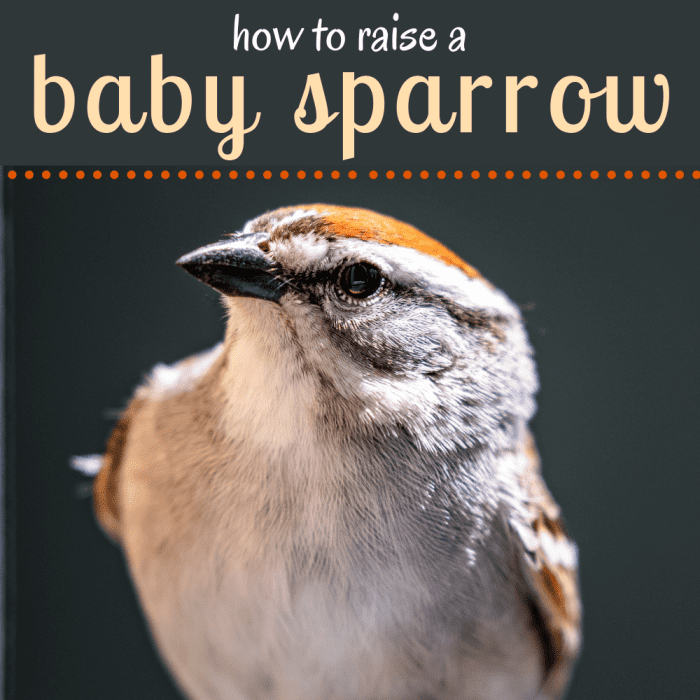 Baby Sparrow Age Chart