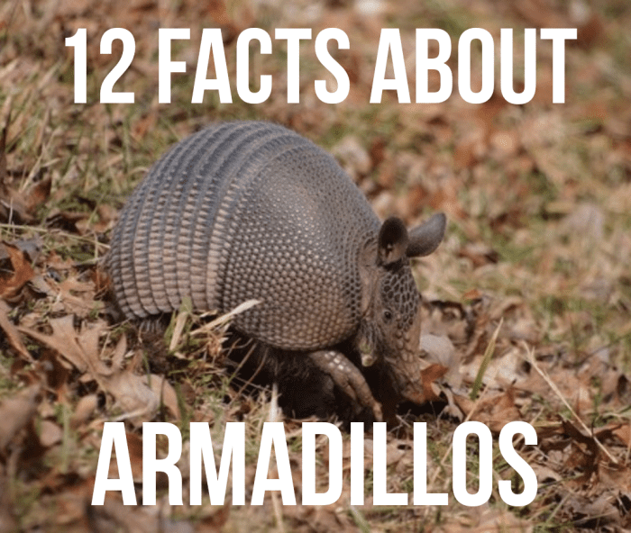 Pictured is the Nine-Banded Armadillo is the most widespread of the species. They can be found in North, Central, and South America. This armadillo is solitary, and mainly nocturnal. It feeds mainly on insects, such as ants, and termites.