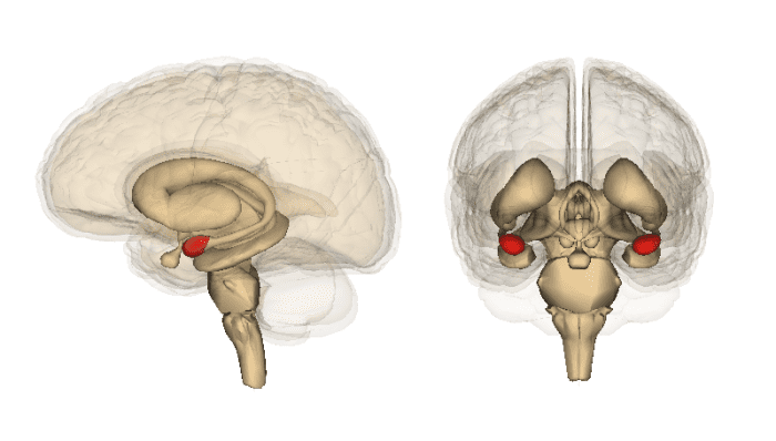 The amygdala is shown in red. It’s small and powerful, and if you treat it well it will be a useful ally.