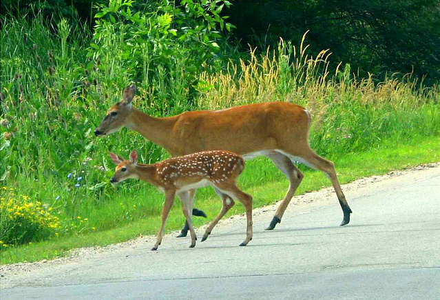 This actually quite commonplace in MIchigan, so drive carefully in the countryside