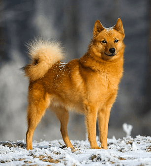 While living in Denver, Colorado; our first pet dog was a Finnish Spitz, similar to the one in the photo.
