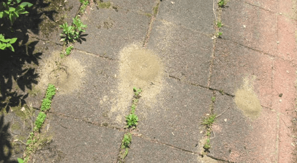 Ants are not slack. They constantly build, and begin to immediately rebuild, even after their structures have been inadvertently or purposely washed away.