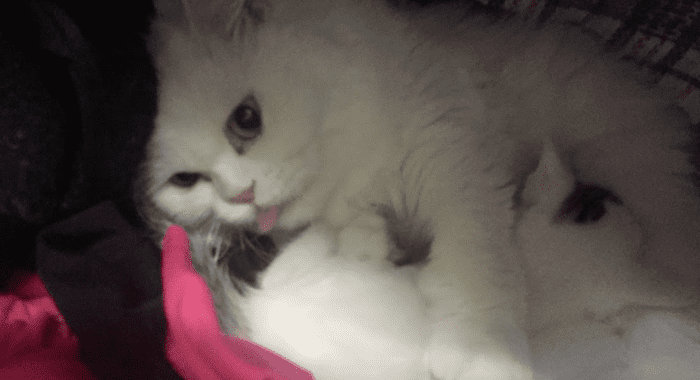 Thank you for taking care of this little one and being the mother he never got the chance to know. Thank you for letting him suckle on you when you had nothing to offer, although you were being hurt.
