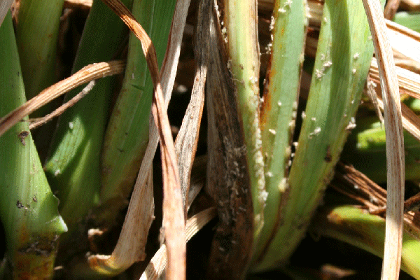 When aphids deplete the sap, daylilies begin to weaken, leading to wilting, curling foliage, yellow leaves, and stunted plant growth. Spray plants first with water, and then with an insecticidal soap or neem oil solution. Inspect your plants daily.
