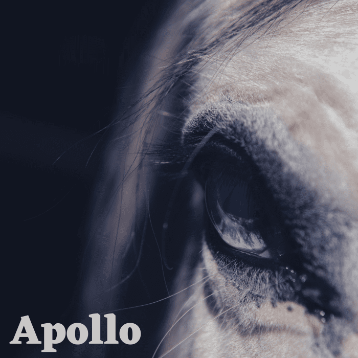 Аполлон сделал бы большое имя для серебряного коня с добрым характером. 