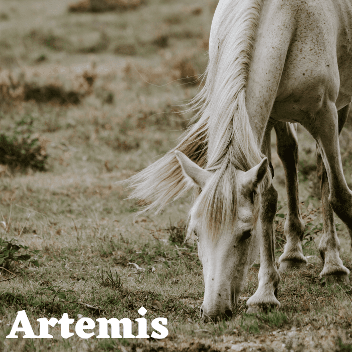 Артемида — прекрасное имя для свободной лошади, которая любит бродить и исследовать. 