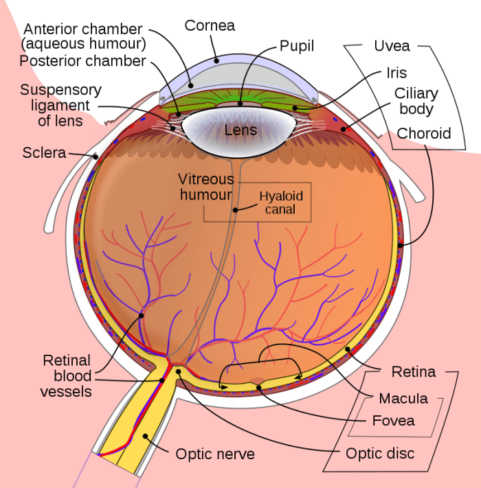 The human eye is a complex structure. It many constituent parts have to all function in harmony in order to maintain healthy vision.