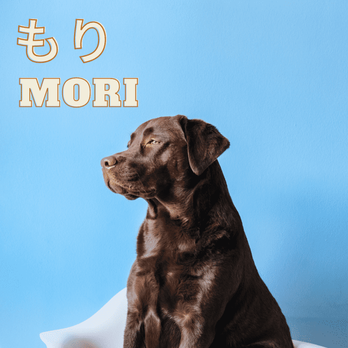 100 Cute Japanese Dog Names For Your Pet PetHe