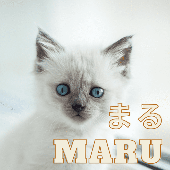 100+ Cute Japanese Cat Names for Your Pet - PetHelpful