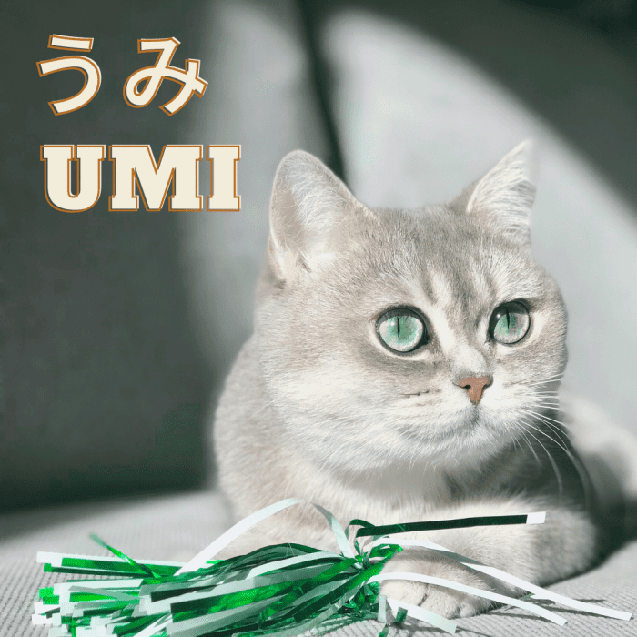 100+ Cute Japanese Cat Names for Your Pet - PetHelpful