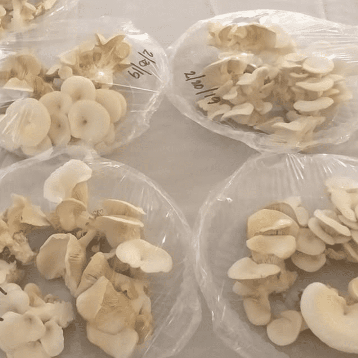 I pack the mushrooms in 250-gram packs to be delivered to customers. I also write the date of when they were harvested.