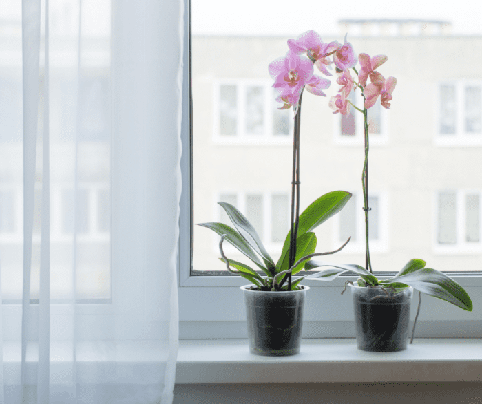 7 комнатных растений, подходящих для домашних животных, которые нужно начать использовать в своем доме сегодня, чтобы сделать воздух чище завтра