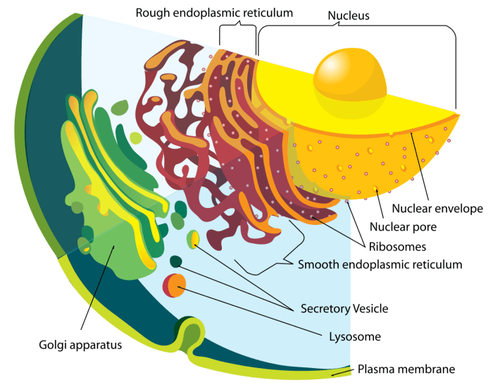 An enlarged section of a human cell (Major cell structures are shown, but others exist. Cells are complex structures.)