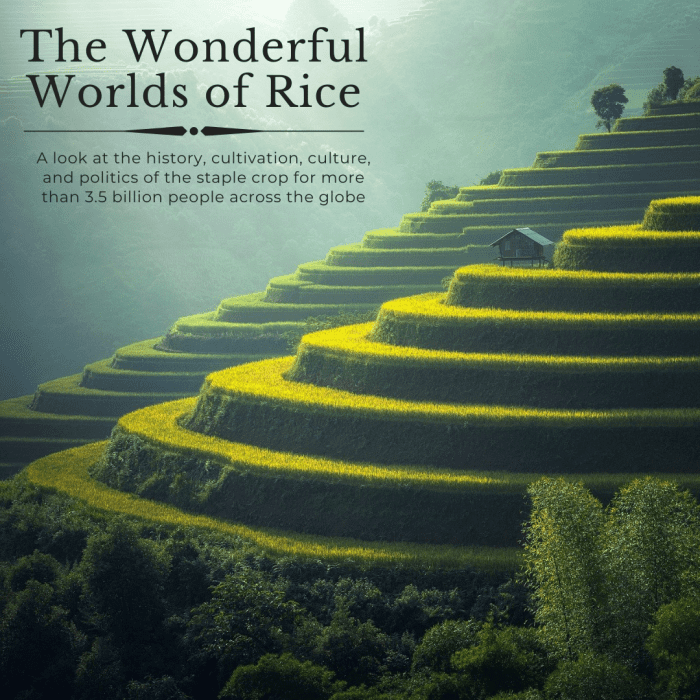 This article will take a deep dive into the origins, cultivation, culture, and politics of rice, the most widely consumed crop on the planet.