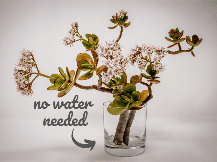 How to Propagate a Jade Plant Dengarden