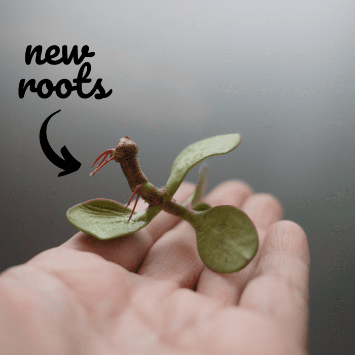 How to Propagate a Jade Plant Dengarden