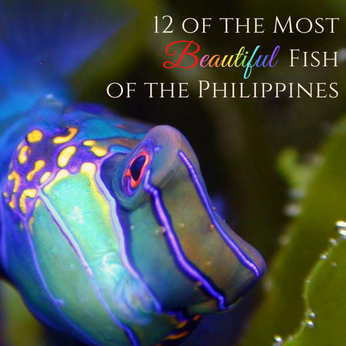 This article will list 12 of the most gorgeous and wonderful fish that live around the Philippine islands.