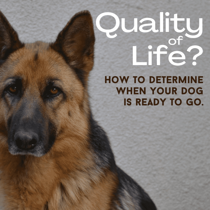 How to Determine a Dog's Quality of Life PetHelpful
