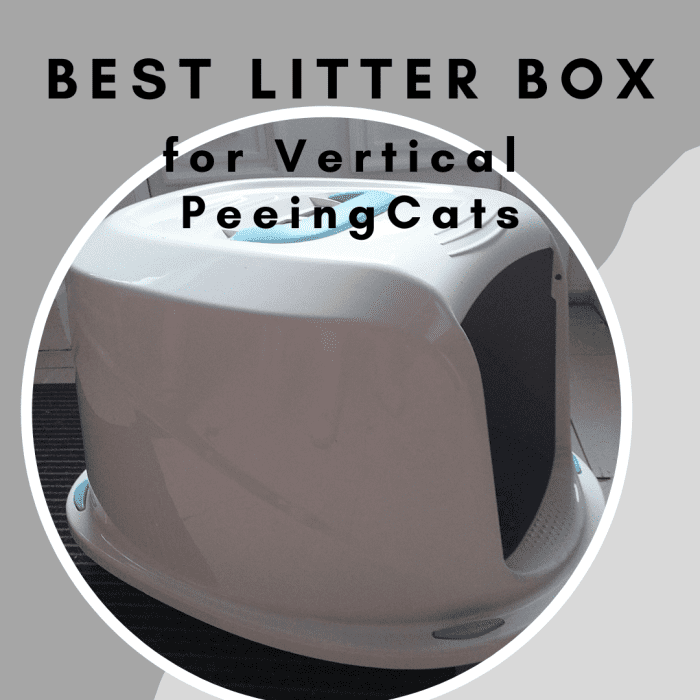 Best Type of Litter Box for a Vertical Peeing Cat PetHelpful