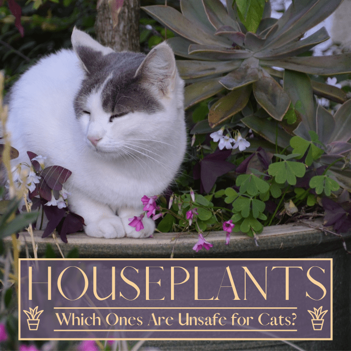 AZ List of Houseplants That Are Poisonous to Your Cats PetHelpful