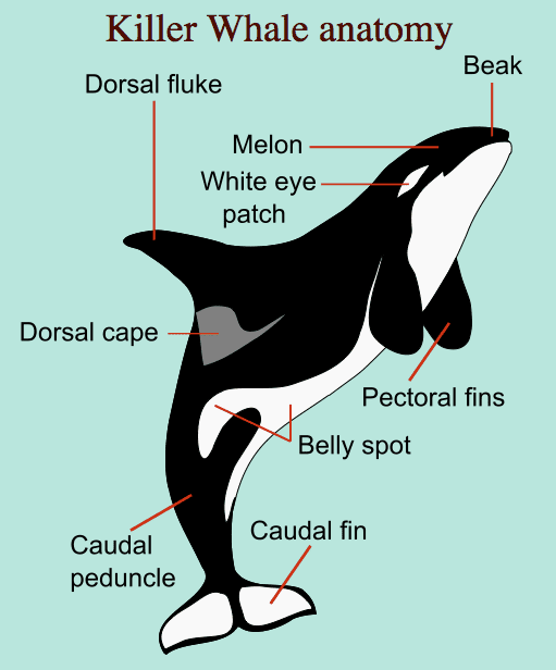 Killer Whales: Interesting and Fun Facts, Videos, Photos, and Links ...