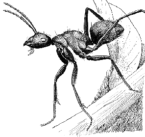 Ants can lift up to 50 times their own weight. And your monitor is missing. Time to bring out the Instant Grits.