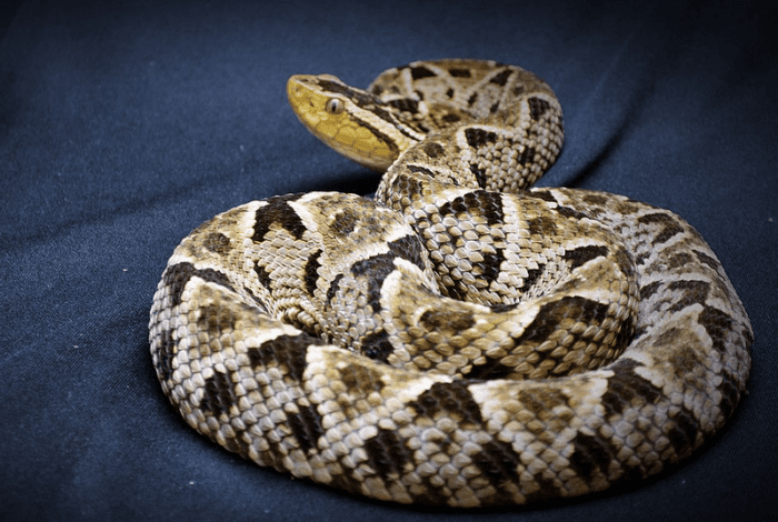 The World's Deadliest, Most Dangerous Snakes To Humans - HubPages