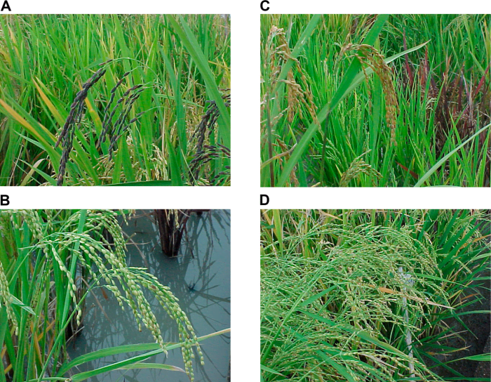 The Diversity of Ancestral Rices. (A) Long, thin-grained rice with purple hull. (B) Round-grained rice with white hull. (C) Panicles of golden-hulled rice (foreground) and purple-leafed rice (background). (D) Tall, weedy rice with pale leaves and sil