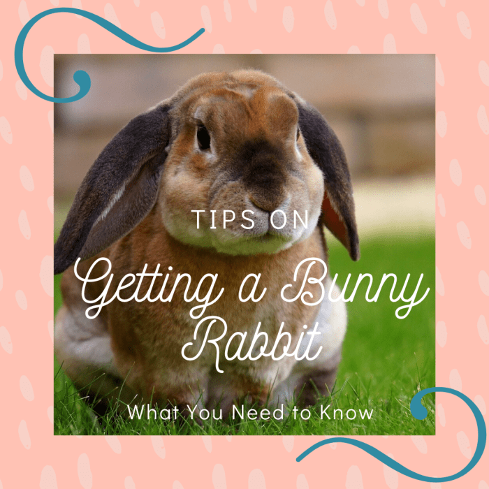 Tips on What to Expect If You Are Getting a Bunny Rabbit as a Pet What