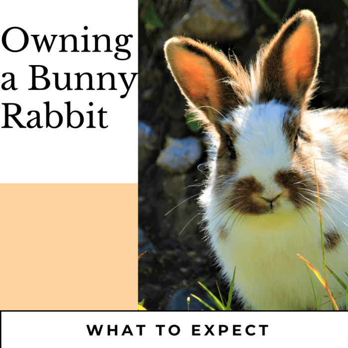 Owning a rabbit is so much different to a cat. Rabbit loves hanging out with you and are very affectionate.
