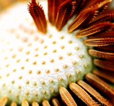 Adapted from above photo: This image shows the barbs on the end of the little parachutes. The holes remaining after the little parachute's release is a treat revealed through the use of macrophotography.