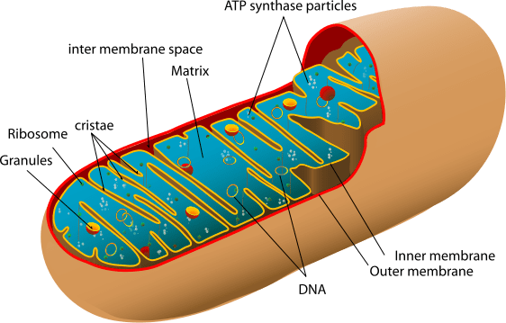 Depiction of a typical Mitochondrion and its components. Source: LadyofHats, wikimedia commons, Public Domain