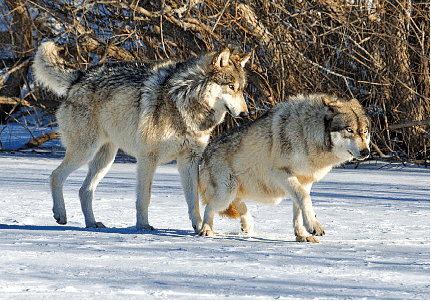 The Beta Wolf using his position to dominate a lower ranked individual. They can be identified by their bold markings, although they are less boldly marked than the Alphas.