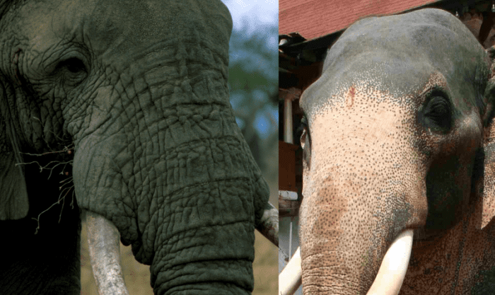 The differences between the African and Indian Elephant - HubPages