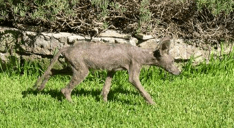 This picture was taken by a Park Service Ranger and is one of many available photos of a chupacabra.