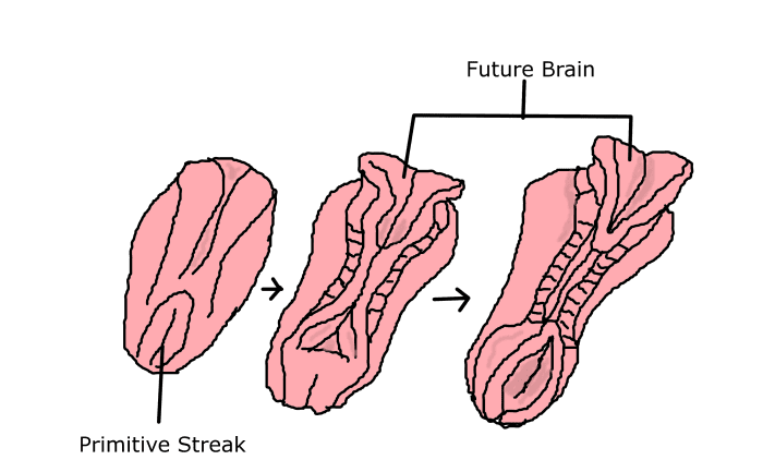 what-to-expect-in-the-5th-week-of-pregnancy-hubpages