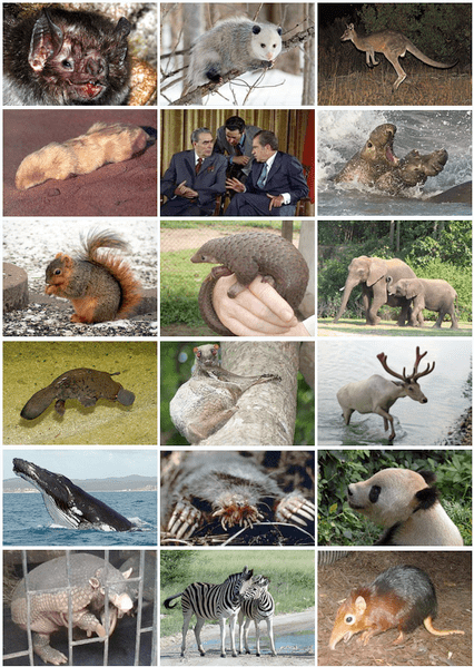 These are the modern mammals, including us. All of them are descended from tiny animals that survived in a world of giants by evolving a very clever reproductive strategy.