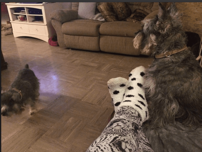 My three rescue Miniature Schnauzers not only keep me in the game, they keep me entertained and are lots of company! For a good part of each day I'm sitting with my feet up (required) & furkids Ladybug and SueSue keeping me company. (Whizzer not pic)