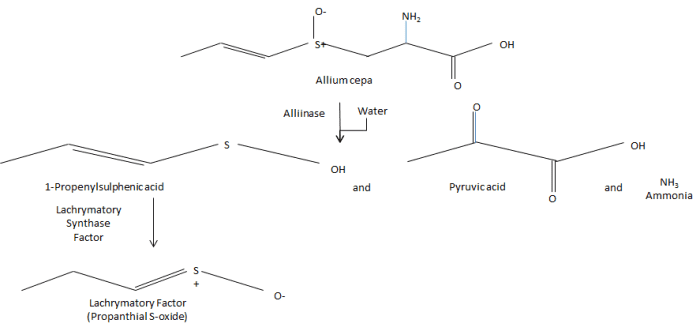 This shows the chemistry behind why onions make you cry on a molecular level. (Part 1)
