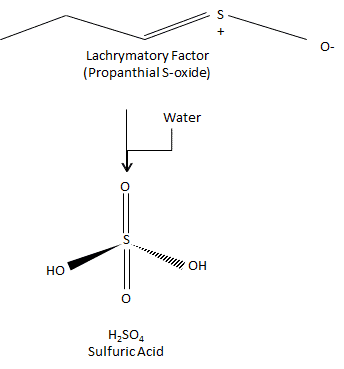 This shows the chemistry behind why onions make you cry on a molecular level. (Part II)