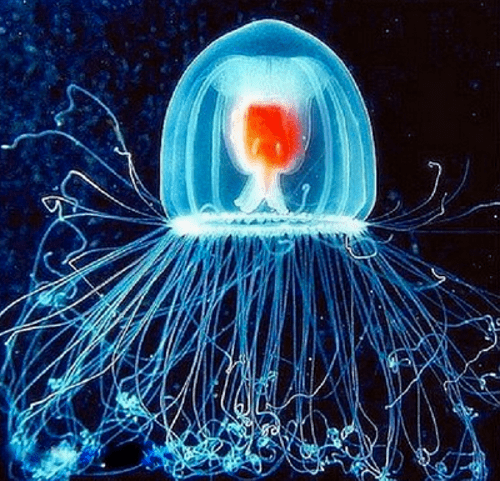 Tropical varieties have about 30% less tentacles than those living in more temperate waters.