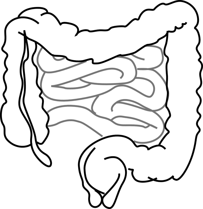 The large intestine or colon runs UP the right hand side of the abdomen, across the abdomen just below the stomach and DOWN the left hand side of the abdomen, finishing in the anus (exit to the loo).