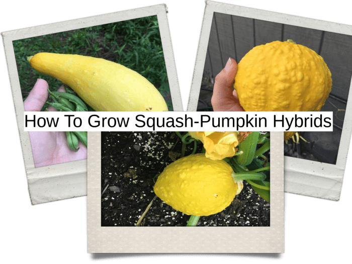How to Grow SquashPumpkin Hybrids Dengarden