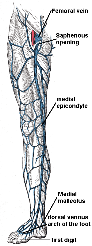 The great saphenous vein is illustrated here, one of the most commonly treated veins due to malfunctions like reflux.