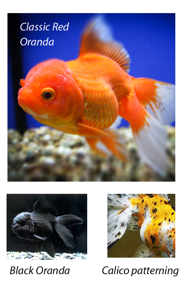 Oranda and the Best other Fancy Goldfish - HubPages