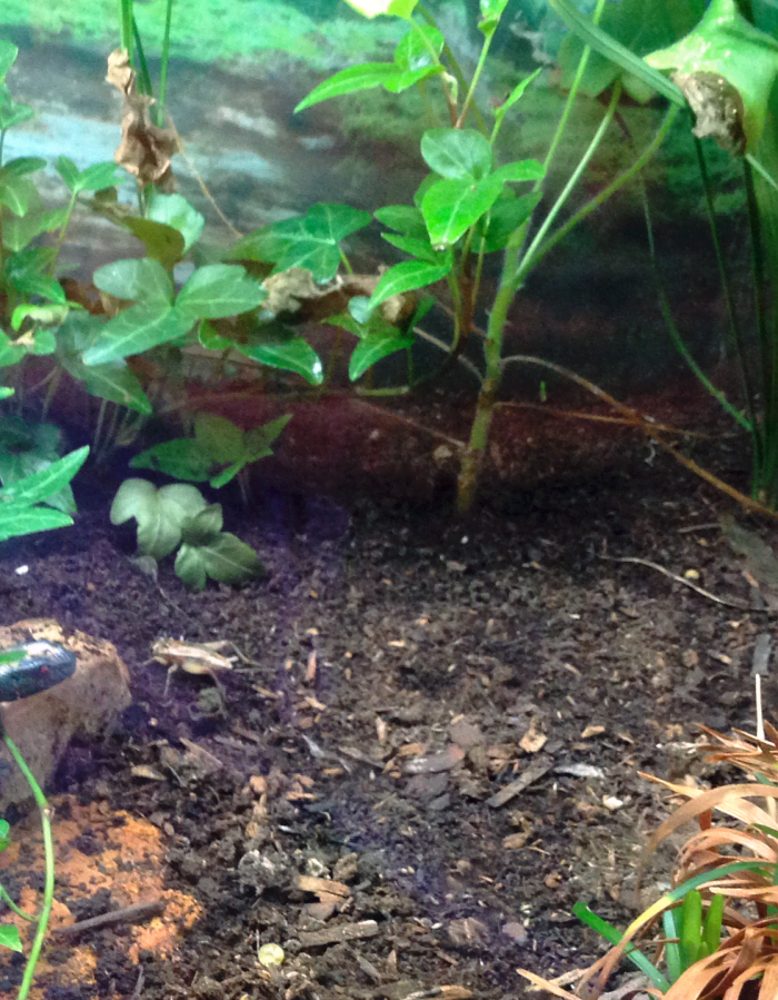 We buy our crickets from pet stores - they are raised just for this purpose, and so have less chance of spreading disease or giving your frog parasites, like wild crickets might.