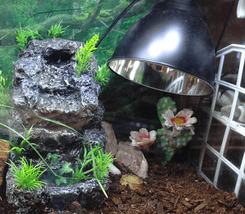 You can use a heat lamp, but I prefer a heat element. It works just like a light bulb, but it casts no light. Be careful - they get hot enough to break glass and burn animals!